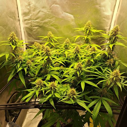 Damnesia growlog timeline photo
