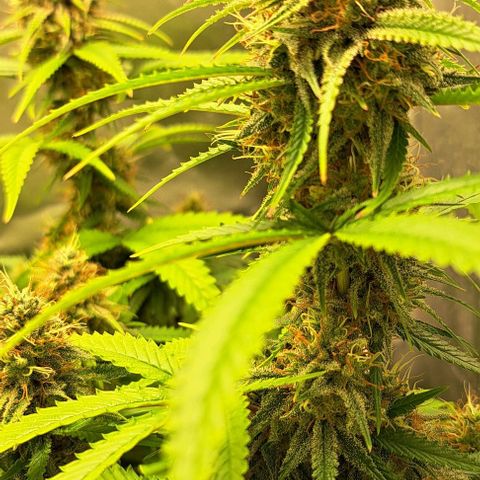 Damnesia growlog timeline photo