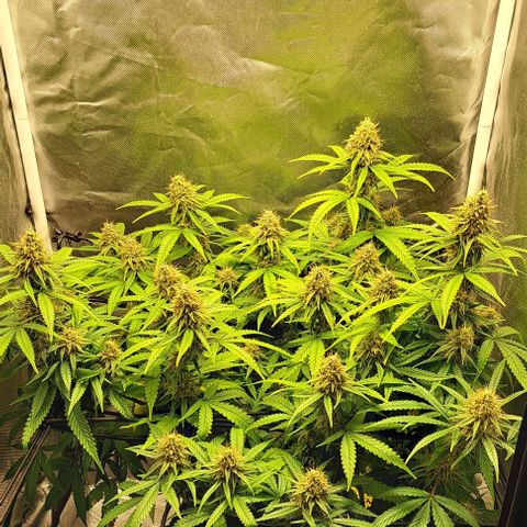Damnesia growlog timeline photo