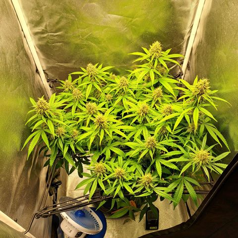 Damnesia growlog timeline photo