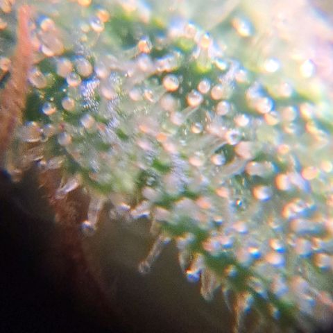 Damnesia growlog timeline photo