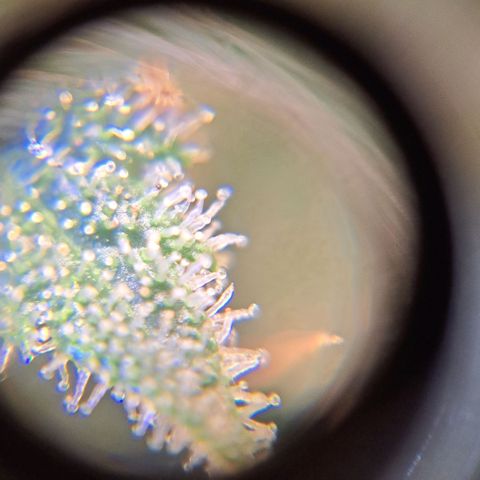 Damnesia growlog timeline photo