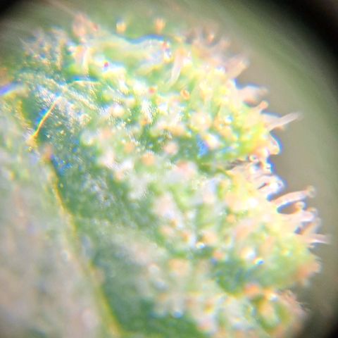 Damnesia growlog timeline photo