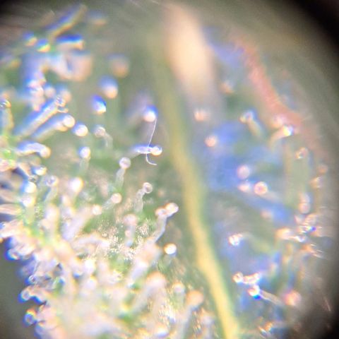 Damnesia growlog timeline photo
