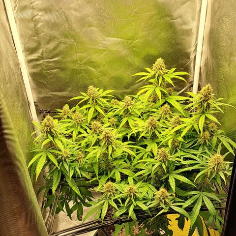 Damnesia growlog timeline photo