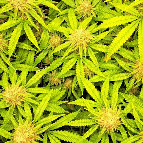 Damnesia growlog timeline photo