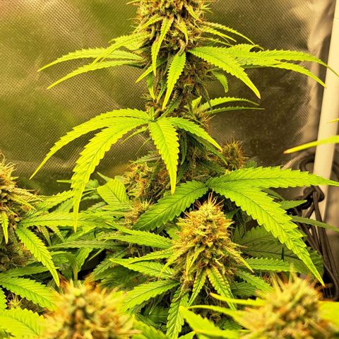 Damnesia growlog timeline photo