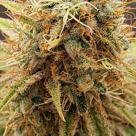 Damnesia growlog timeline photo