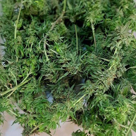 Damnesia growlog timeline photo