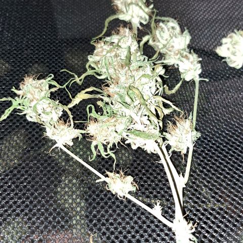 Damnesia growlog timeline photo