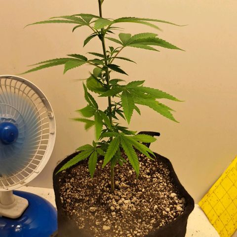 Cindy's 99 growlog timeline photo