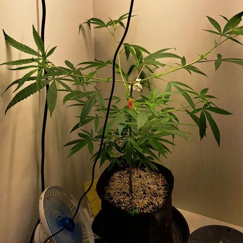 Cindy's 99 growlog timeline photo