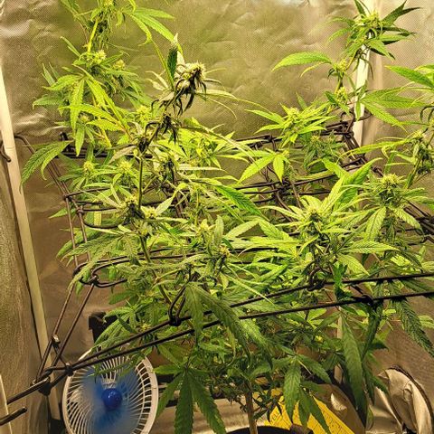 Cindy's 99 growlog timeline photo