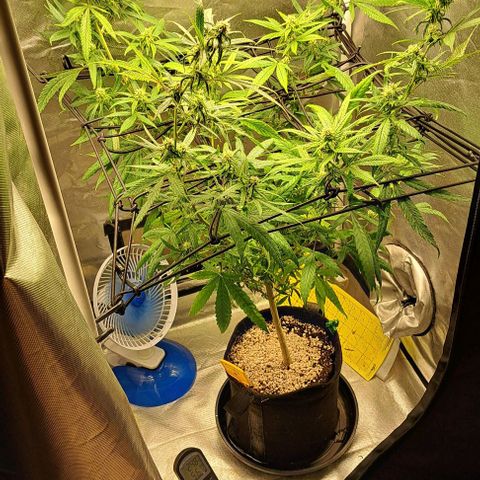 Cindy's 99 growlog timeline photo