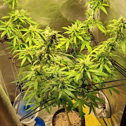 Cindy's 99 growlog timeline photo