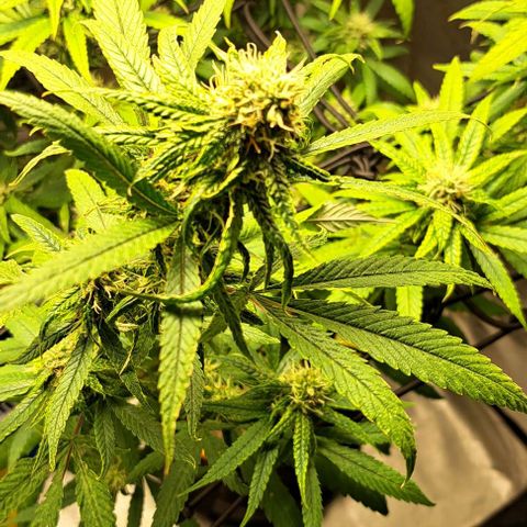 Cindy's 99 growlog timeline photo