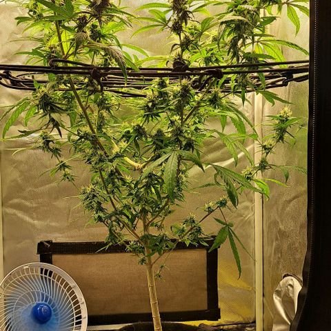 Cindy's 99 growlog timeline photo