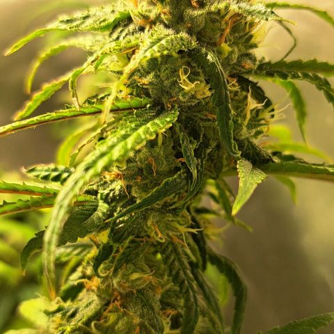 Cindy's 99 growlog timeline photo