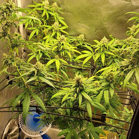Cindy's 99 growlog timeline photo
