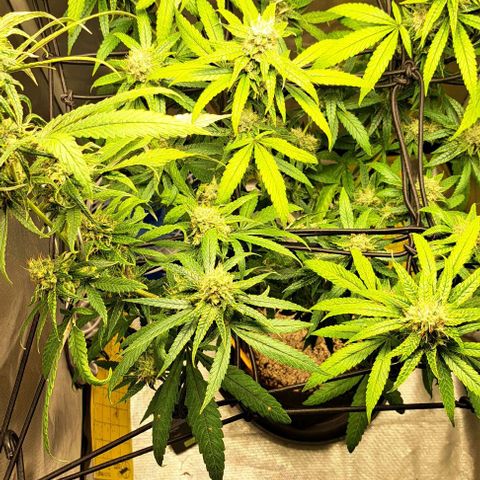 Cindy's 99 growlog timeline photo