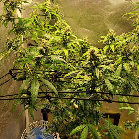 Cindy's 99 growlog timeline photo