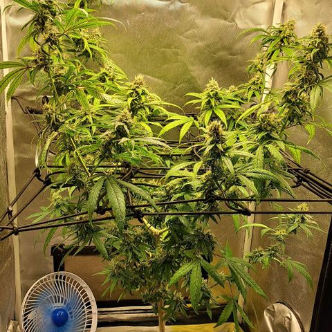 Cindy's 99 growlog timeline photo