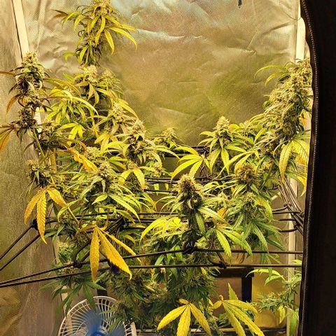 Cindy's 99 growlog timeline photo