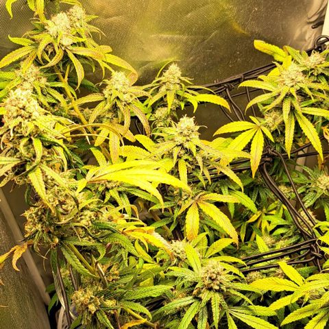 Cindy's 99 growlog timeline photo