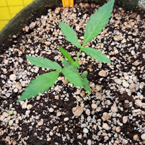 Sour Diesel Auto growlog timeline photo