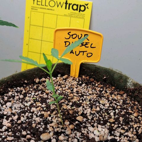 Sour Diesel Auto growlog timeline photo