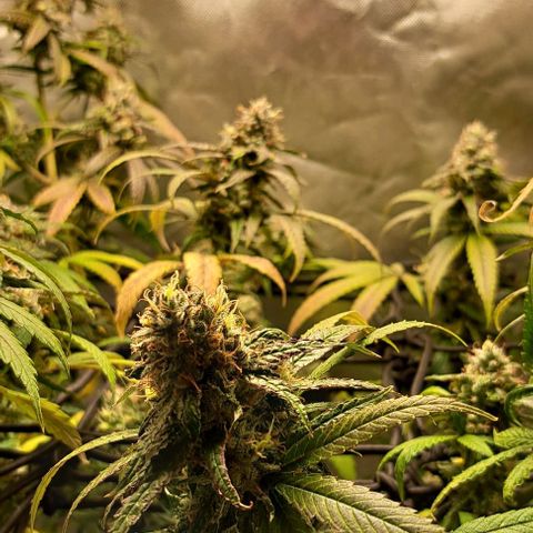 Cindy's 99 growlog timeline photo