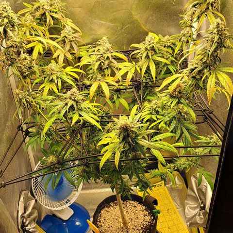 Cindy's 99 growlog timeline photo