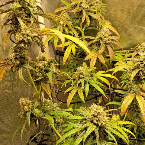 Cindy's 99 growlog timeline photo