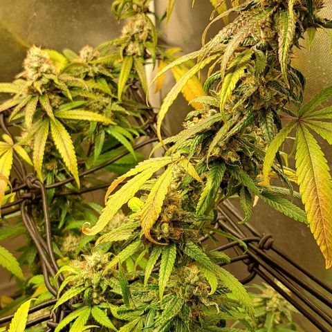 Cindy's 99 growlog timeline photo