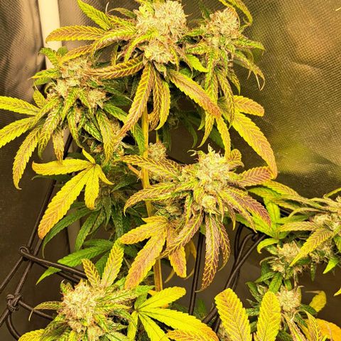 Cindy's 99 growlog timeline photo