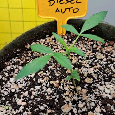 Sour Diesel Auto growlog timeline photo