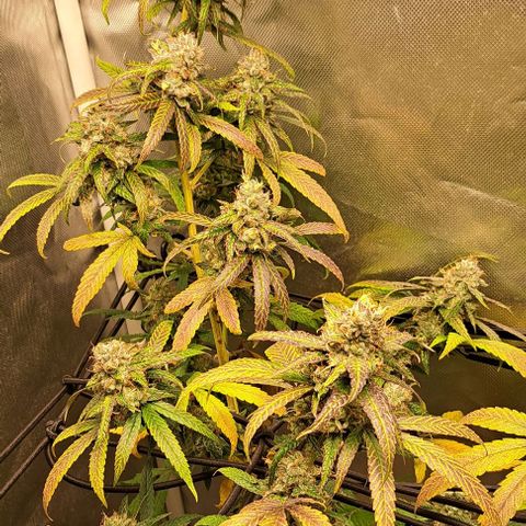 Cindy's 99 growlog timeline photo