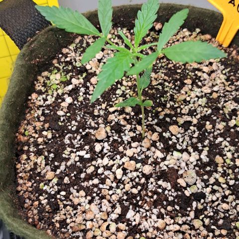 Sour Diesel Auto growlog timeline photo