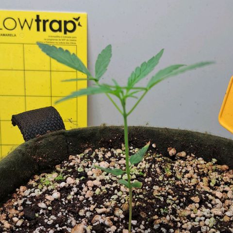 Sour Diesel Auto growlog timeline photo