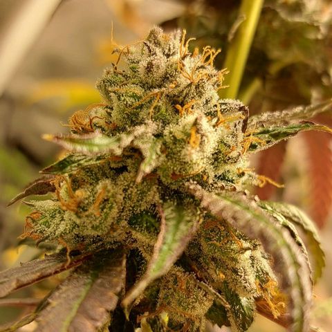 Cindy's 99 growlog timeline photo