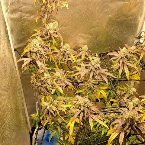Cindy's 99 growlog timeline photo