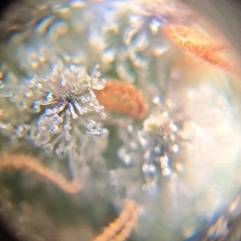 Cindy's 99 growlog timeline photo
