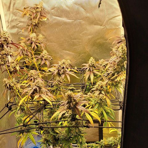 Cindy's 99 growlog timeline photo