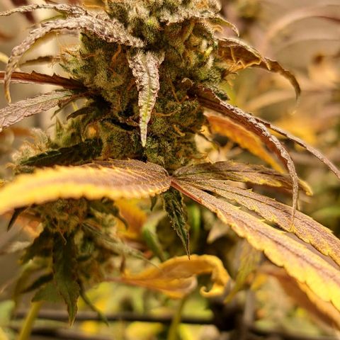 Cindy's 99 growlog timeline photo