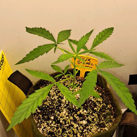 Sour Diesel Auto growlog timeline photo
