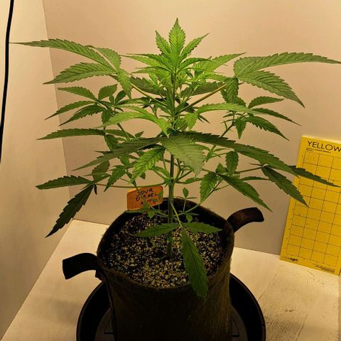 Sour Diesel Auto growlog timeline photo
