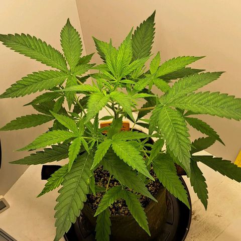Sour Diesel Auto growlog timeline photo
