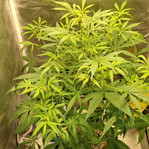 Sour Diesel Auto growlog timeline photo