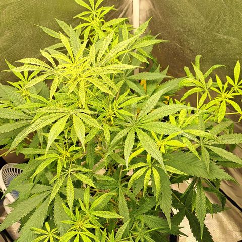 Sour Diesel Auto growlog timeline photo