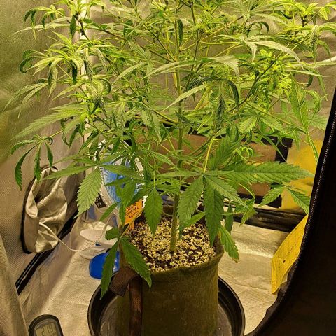 Sour Diesel Auto growlog timeline photo